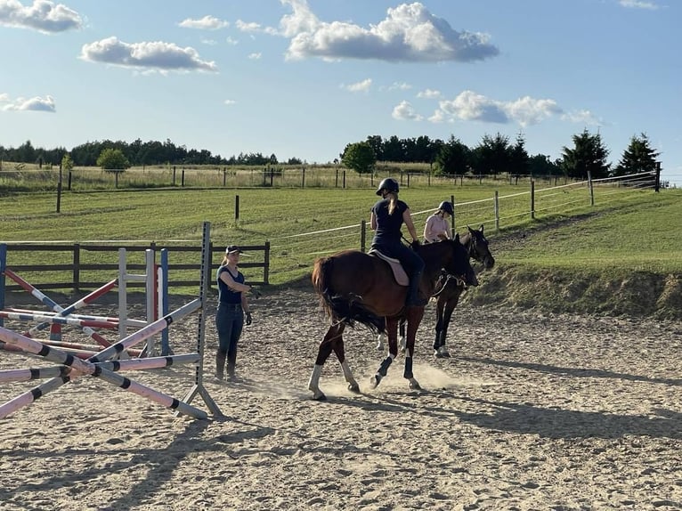 Professional trainings and consultations on all levels - eventing, showjumping