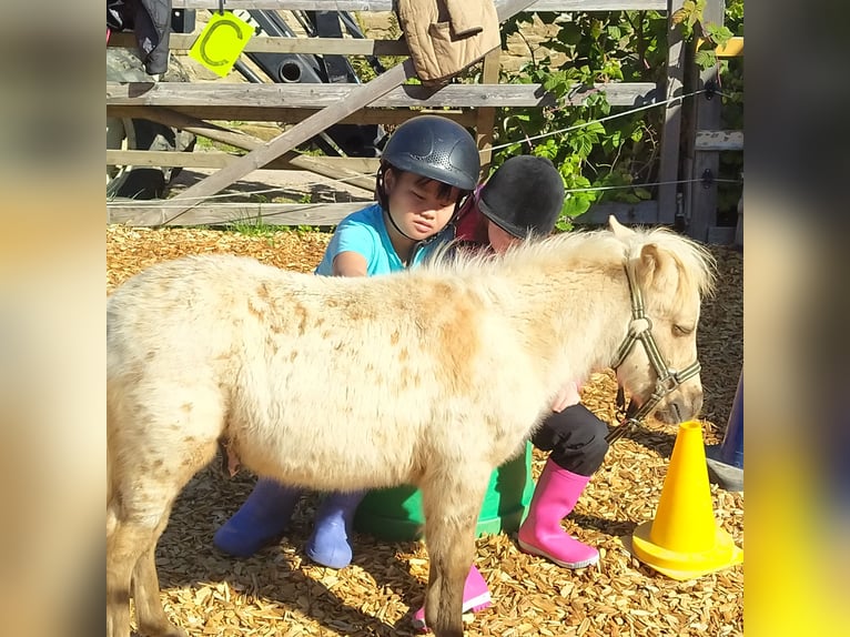 Reiten für Kinder und Jugendliche auf Ponys ab 3 Jahren auch Ausritte!