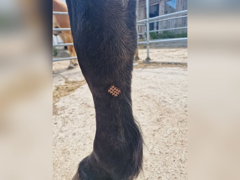 Reitunterricht & ganzheitliche Pferdetherapie - mobil