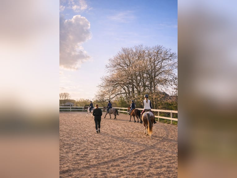 Rijlessen bij de Ruitervereniging Neuried-Gauting e. V.
