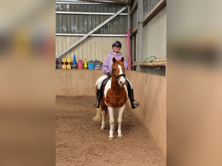 Rijlessen en ondersteuning rondom het paard 🐴