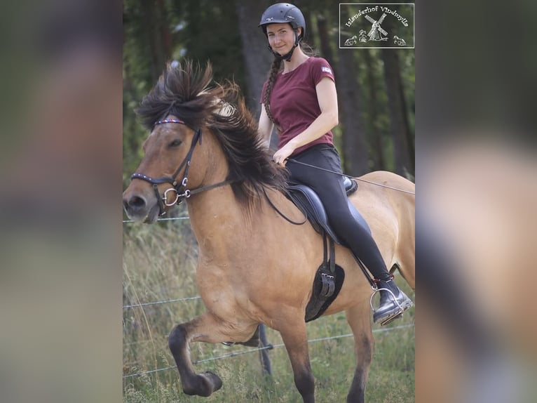 Rijlessen op IJslandse paarden