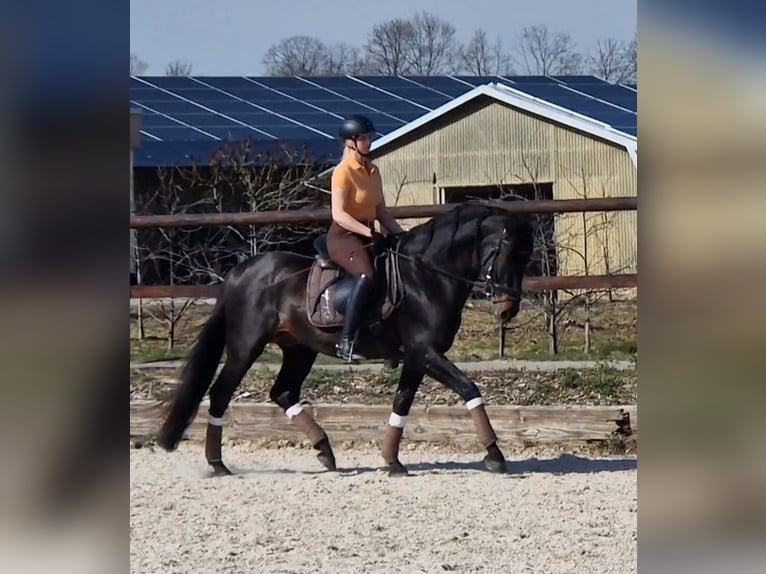 Suche Reitunterricht Training auf Dressurpferd 