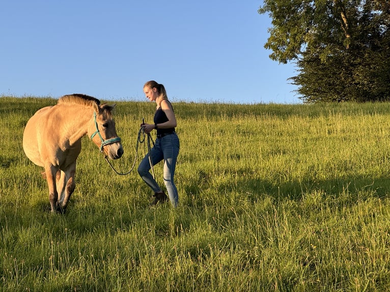 Unterricht in Bodenarbeit / Freiarbeit / Doppellonge / Horsemanship / Geländetraining / Gelassenheit