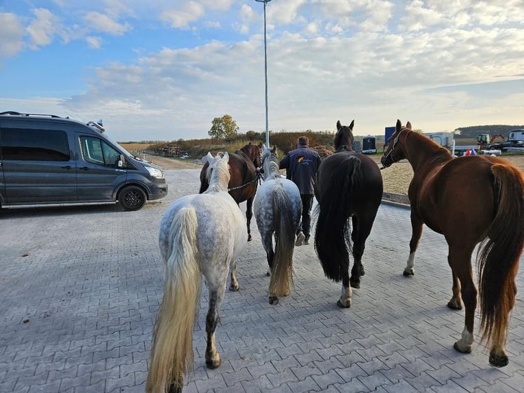 Droomjob te huur in een privé pensionstal!