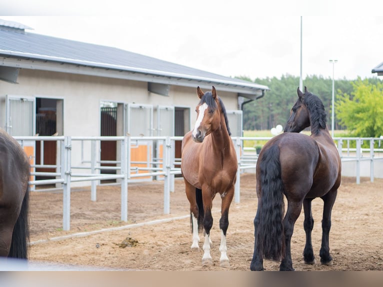 Droomjob te huur in een privé pensionstal!