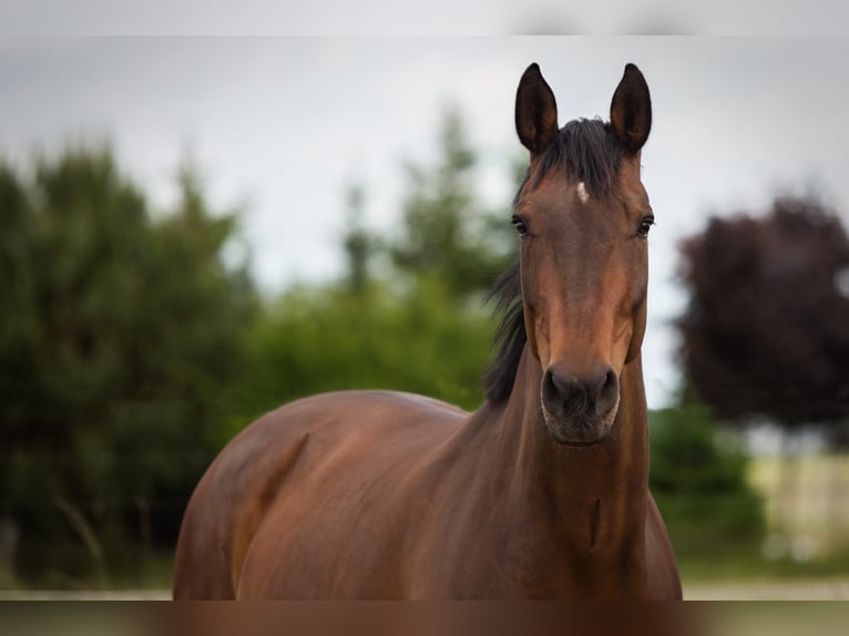 Droomjob te huur in een privé pensionstal!