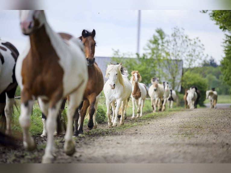 Leerling paardenhouder gezocht voor de afdeling Service en Huisvesting