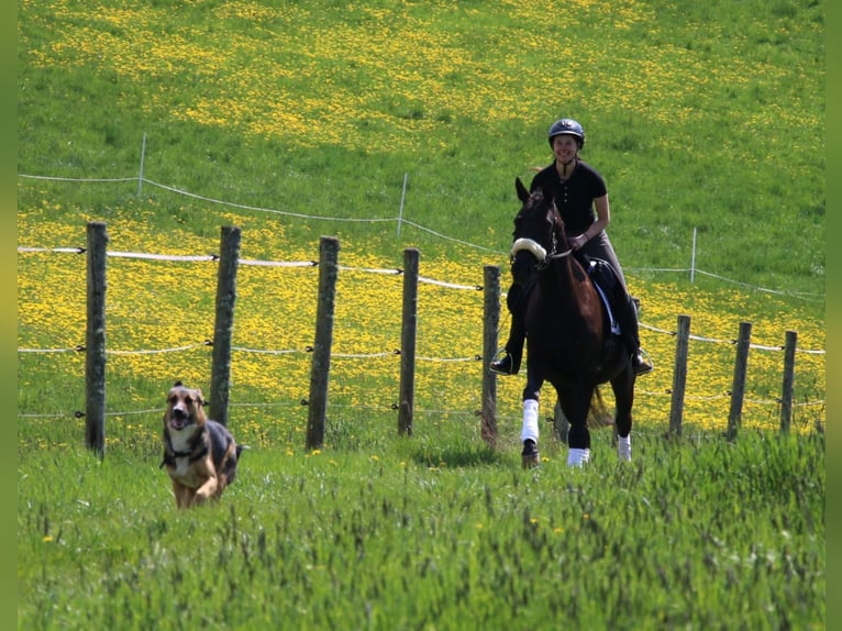 Leerling paardenhouder gezocht voor de afdeling Service en Huisvesting
