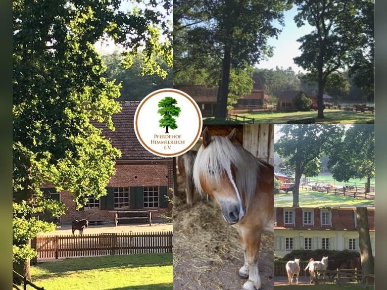 Zoekt een paardenmens (m/v/d)