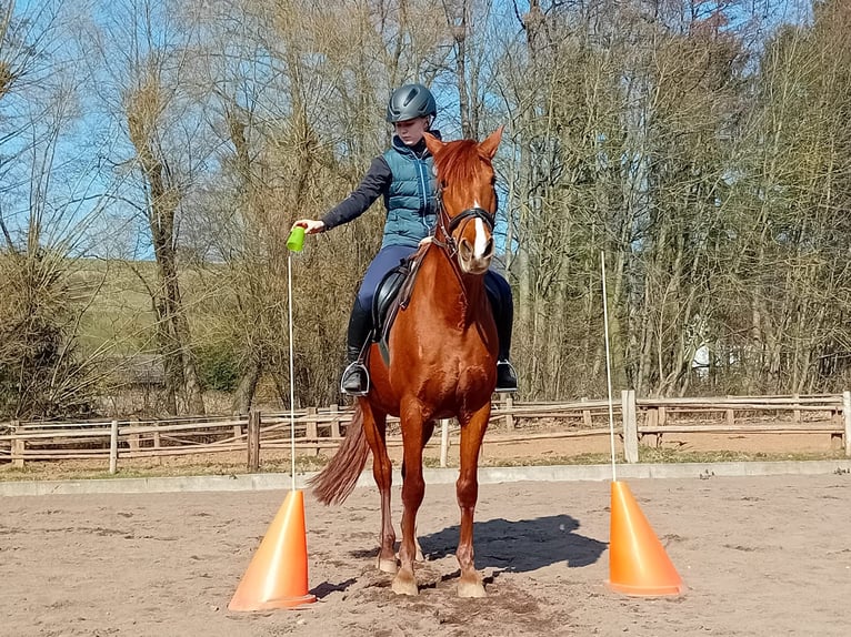 Zoekt u een paardenhouder?