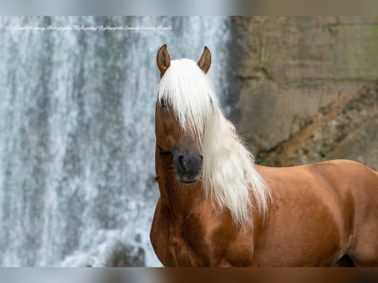 Zoekt u een paardenhouder/-ster?