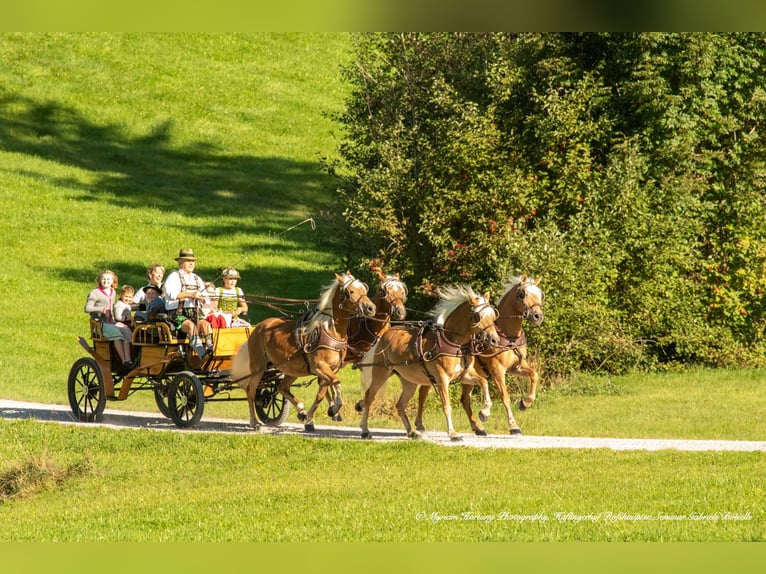 Zoekt u een paardenhouder/-ster?