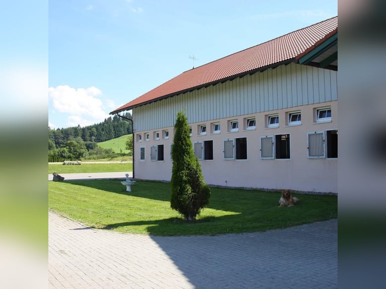 PFERDEPFLEGER/ Stallhelfer 