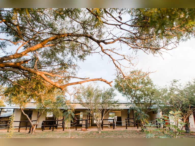 Reitlehrer*in / Pferdewirt*infür Reiterhof in Botswana in Dauerstellung