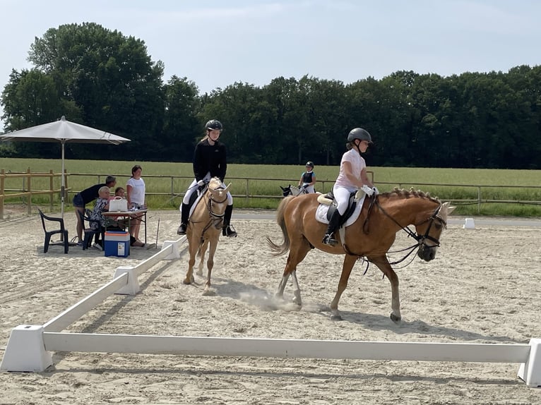 SUChEN Reitlehrerin für Kinder im Reitverein in Münster!