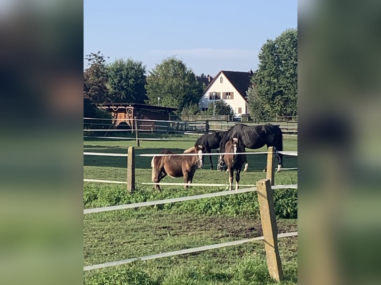 Zoek naar een manager voor de manege bij Hotel Reiterhof Altmühlsee