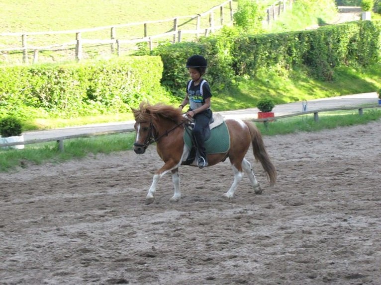 Ausbildung zu Pferdewirt Service und Haltung / Klassische Reitausbildung