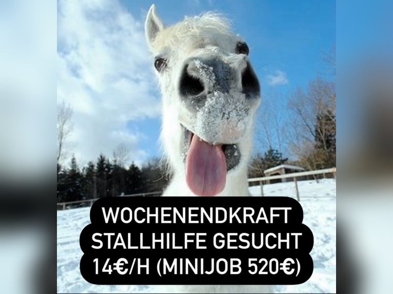  Minijob 520€ Stallhilfe Wochenendkraft Hilfskraft gesucht!