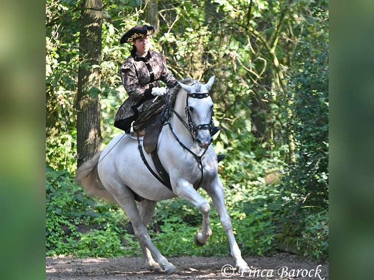 Bereiter (in) / Stallhelfer (in) nach Wiebelsheim gesucht