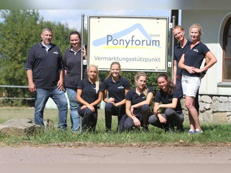 Experienced Pony Rider Wanted in Marsberg, Germany