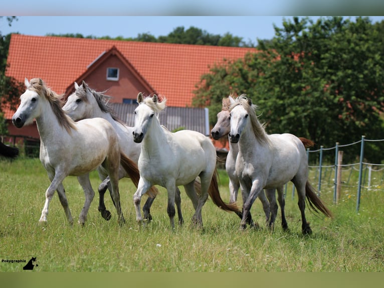 Gezocht: ruiter met gevoel
