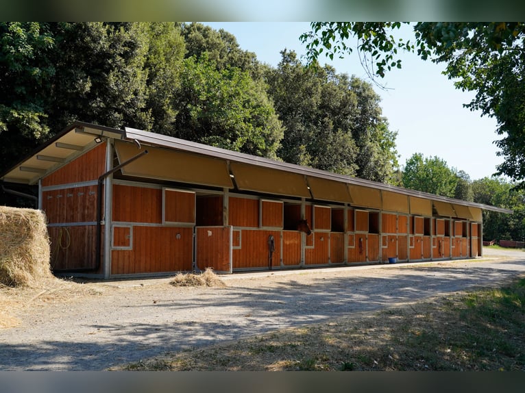 Zoekt Western-paardenhouder en mentrainer voor de stal – Montaione (FI)