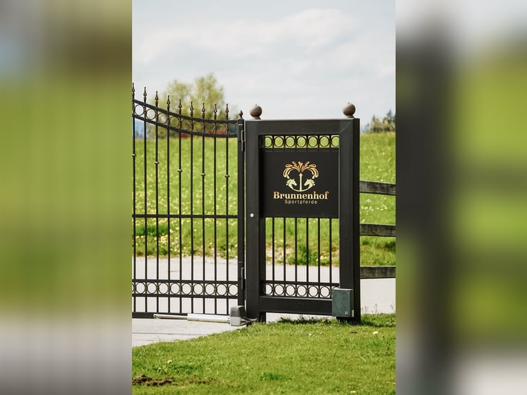 Pferdepfleger für Sport und Reha Stall gesucht 