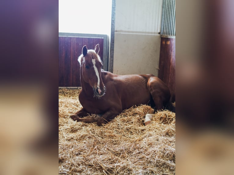 Pferdepfleger für Sport und Reha Stall gesucht 