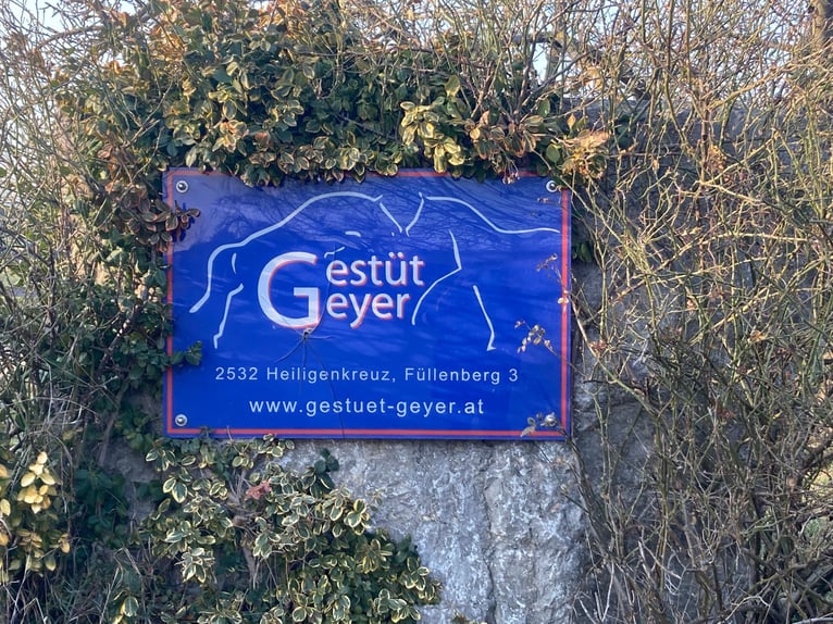 Pferdepfleger/ Jungpferdereiter