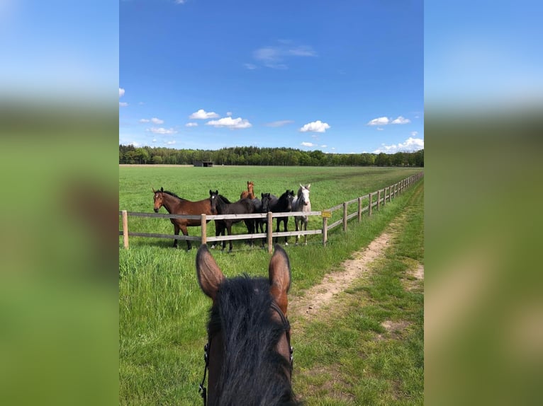 Pferdewirt/-in / Pferdepfleger/-in / Homegroom gesucht