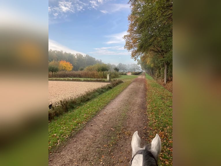 Pferdewirt/-in / Pferdepfleger/-in / Homegroom gesucht