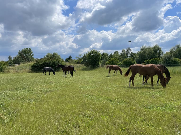 PferdewirtIn/ PflegerIn für privaten Dressurstall gesucht