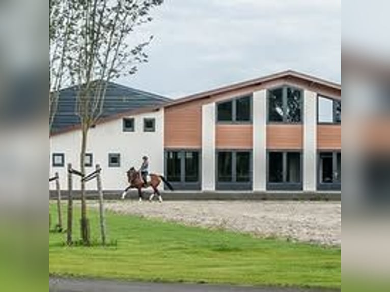Job Opportunity – Dressage Rider
