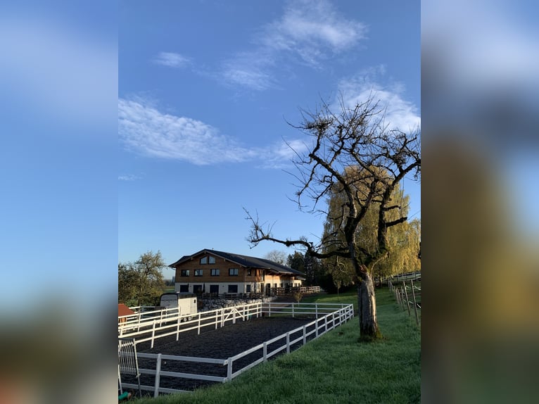 Droomberoep: Paardenspecialist