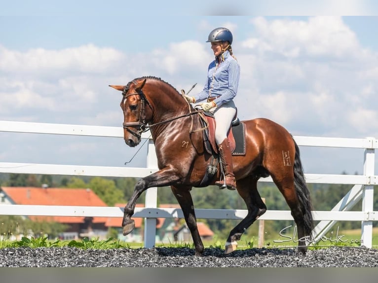 Droomberoep: Paardenspecialist
