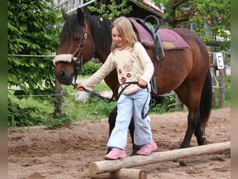 Jahrespraktikum auf Therapie und Erlebnisbauernhof ab Sommer 2026