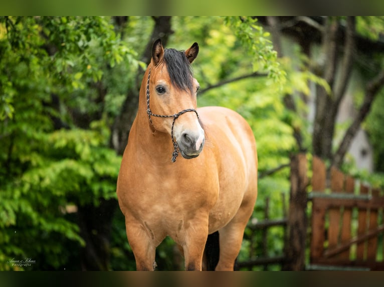 Jahrespraktikum auf Therapie und Erlebnisbauernhof ab Sommer 2026