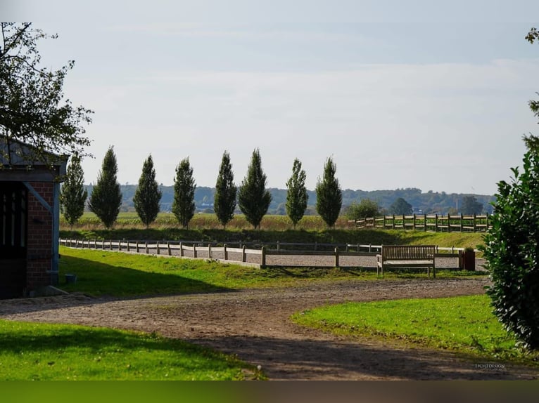 Teilzeit oder Vollzeitmitarbeiter (m/w/d) für unseren Dressurstall nach 50259 Pulheim Nähe Köln 