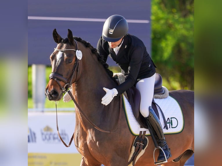 Teilzeit oder Vollzeitmitarbeiter (m/w/d) für unseren Dressurstall nach 50259 Pulheim Nähe Köln 