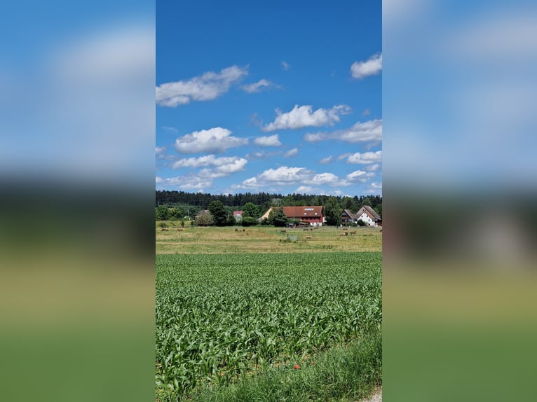 Westerntrainer Assistent - Reining 