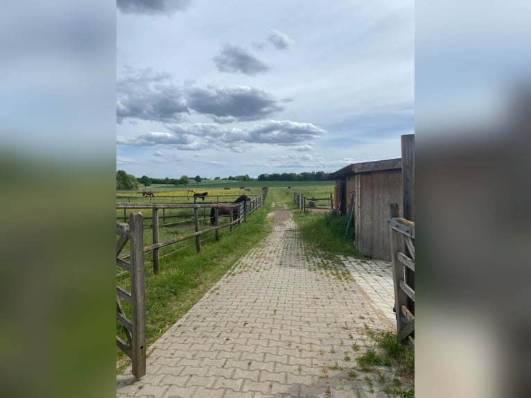 Westerntrainer Assistent - Reining 