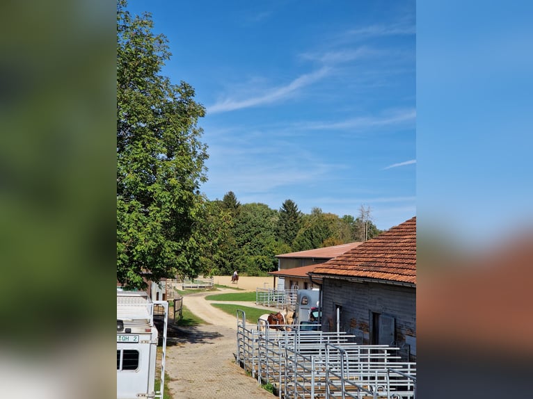 Westerntrainer Assistent - Reining 