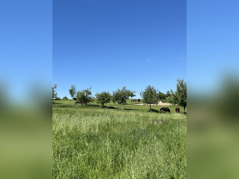 Absoluut rustig gelegen, sterk in concept – Landgoedromantiek met focus op diervriendelijke paardenh