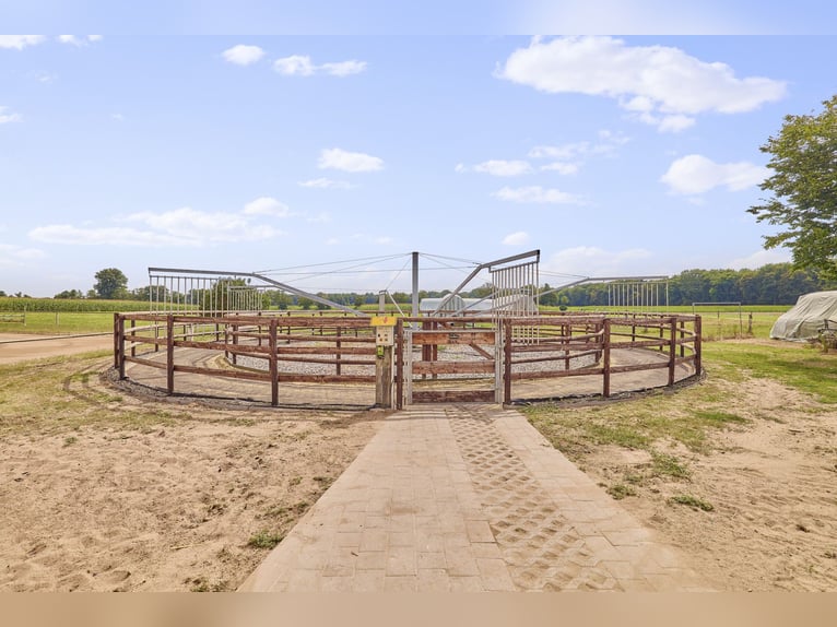 Aussiedlerhof mit großer Wohn- und Reitanlage in Gommersheim – pure Alleinlage in begehrter Umgebung