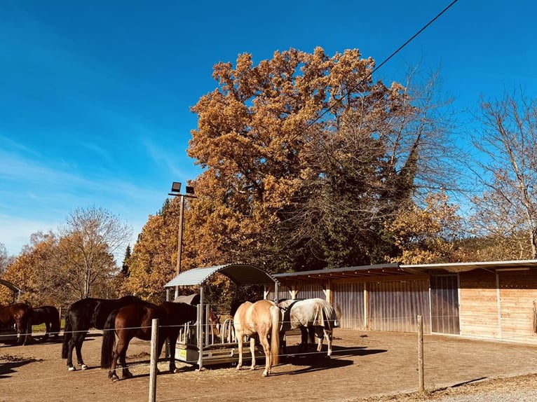 Charmant paardenpension tussen Stuttgart en het Bodenmeer V11998