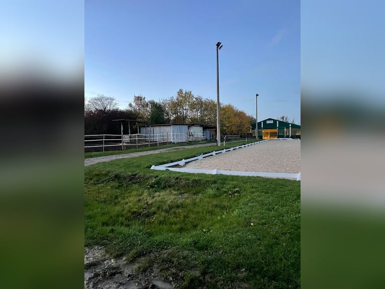 Compleet paardenstal met 15 paddockboxen, 8 openluchtstallen, binnenbak en dressuurbaan voor €2000, 