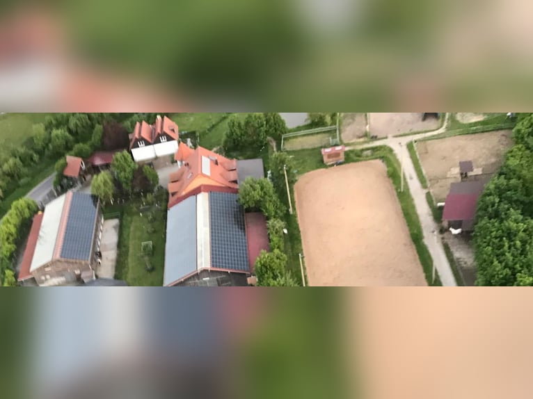 Compleet paardenstal met 15 paddockboxen, 8 openluchtstallen, binnenbak en dressuurbaan voor €2000, 