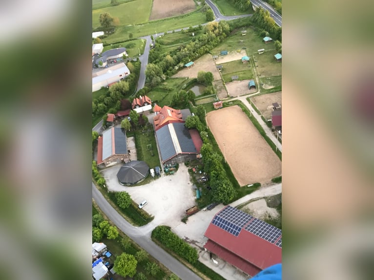 Compleet paardenstal met 15 paddockboxen, 8 openluchtstallen, binnenbak en dressuurbaan voor €2000, 