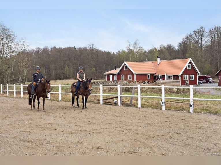 Country Living and Equestrian Lifestyle in Perfect Harmony – Beautiful Home with Pool, Deck, 3,3 ha